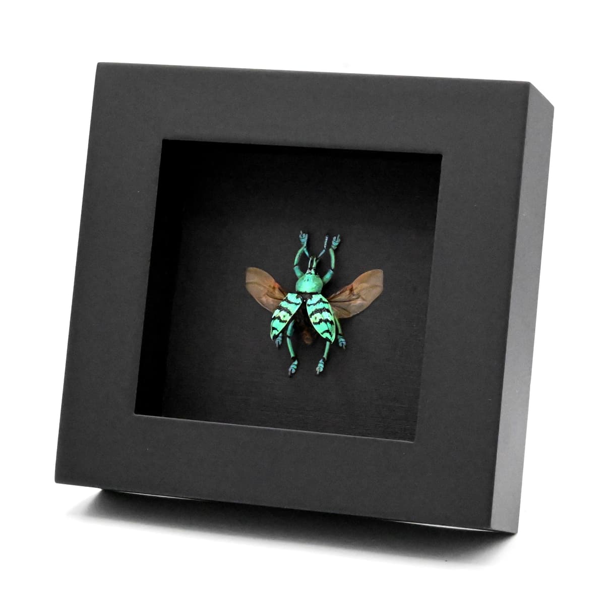 Real glitter Weevil framed taxidermy - Eupholus chevrolati