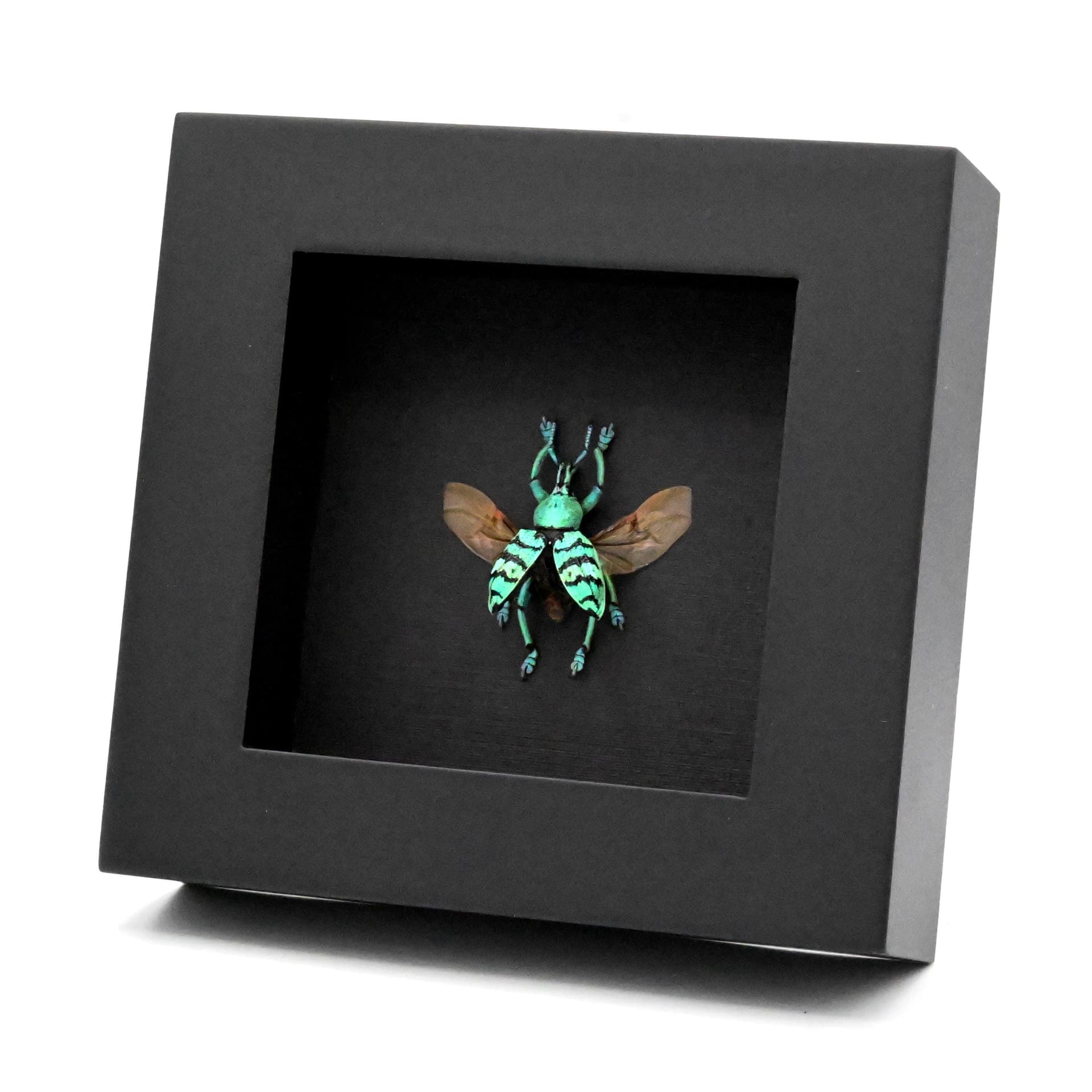 Real glitter Weevil framed taxidermy - Eupholus chevrolati