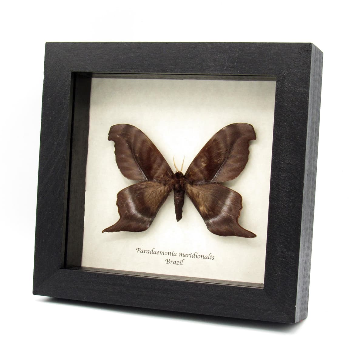 Rare real Saturn moth framed taxidermy - Paradaemonia meridionalis