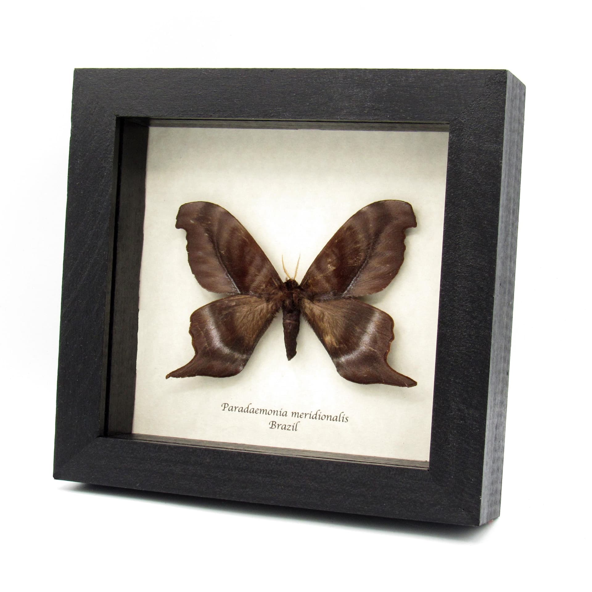 Rare real Saturn moth framed taxidermy - Paradaemonia meridionalis