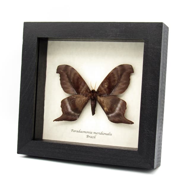 Rare real Saturn moth framed taxidermy - Paradaemonia meridionalis