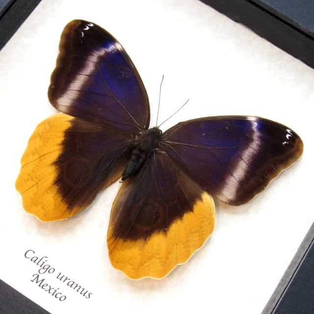Rare Giant butterfly framed taxidermy - Caligo uranus - large female