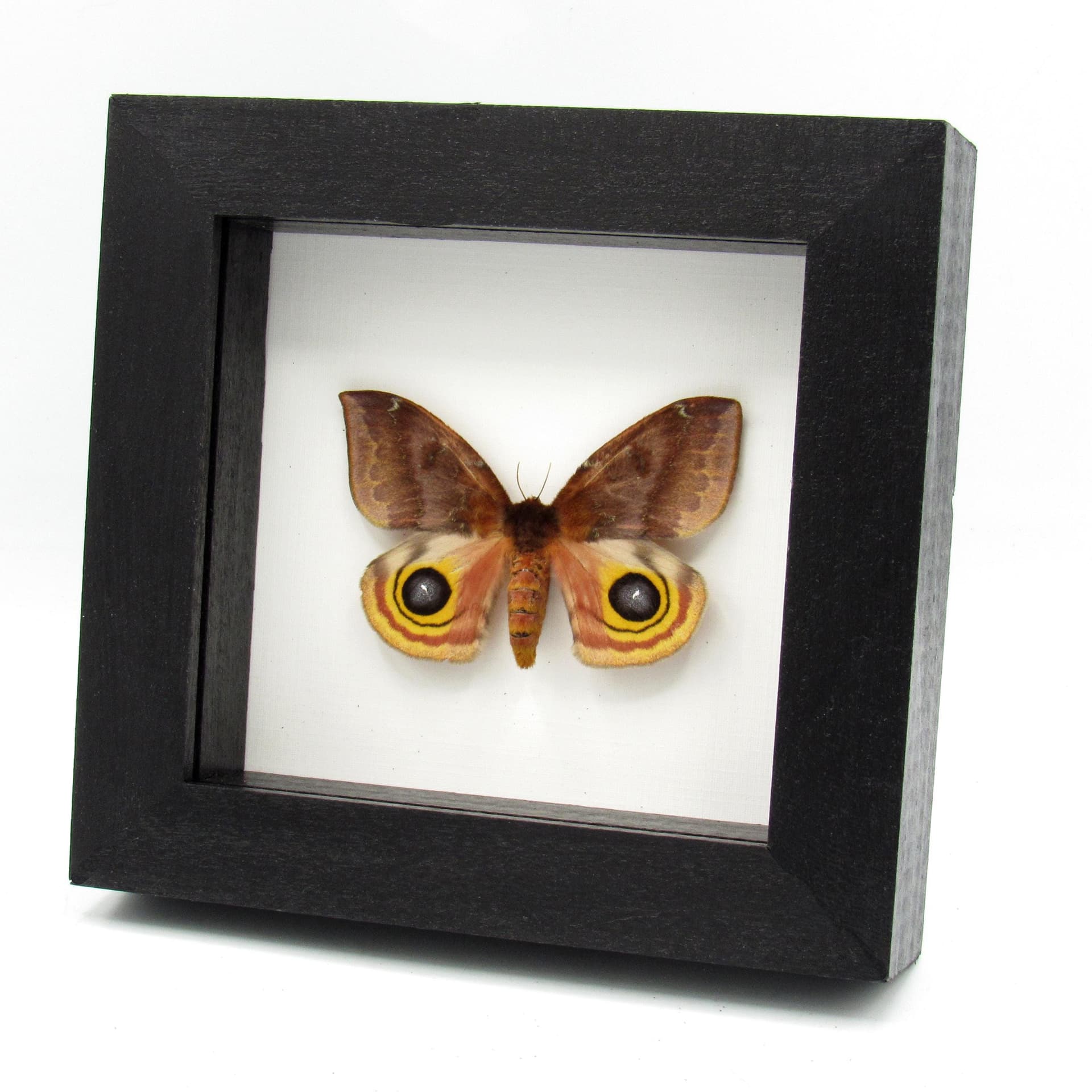 Real Io moth framed taxidermy - Automeris io - large female
