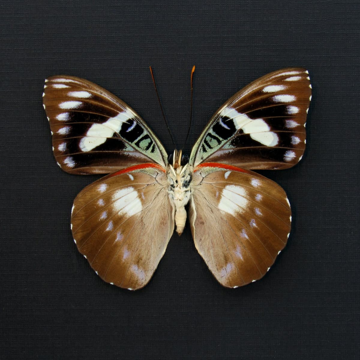 Rare butterfly framed taxidermy - Euthaliopsis aetion philomena