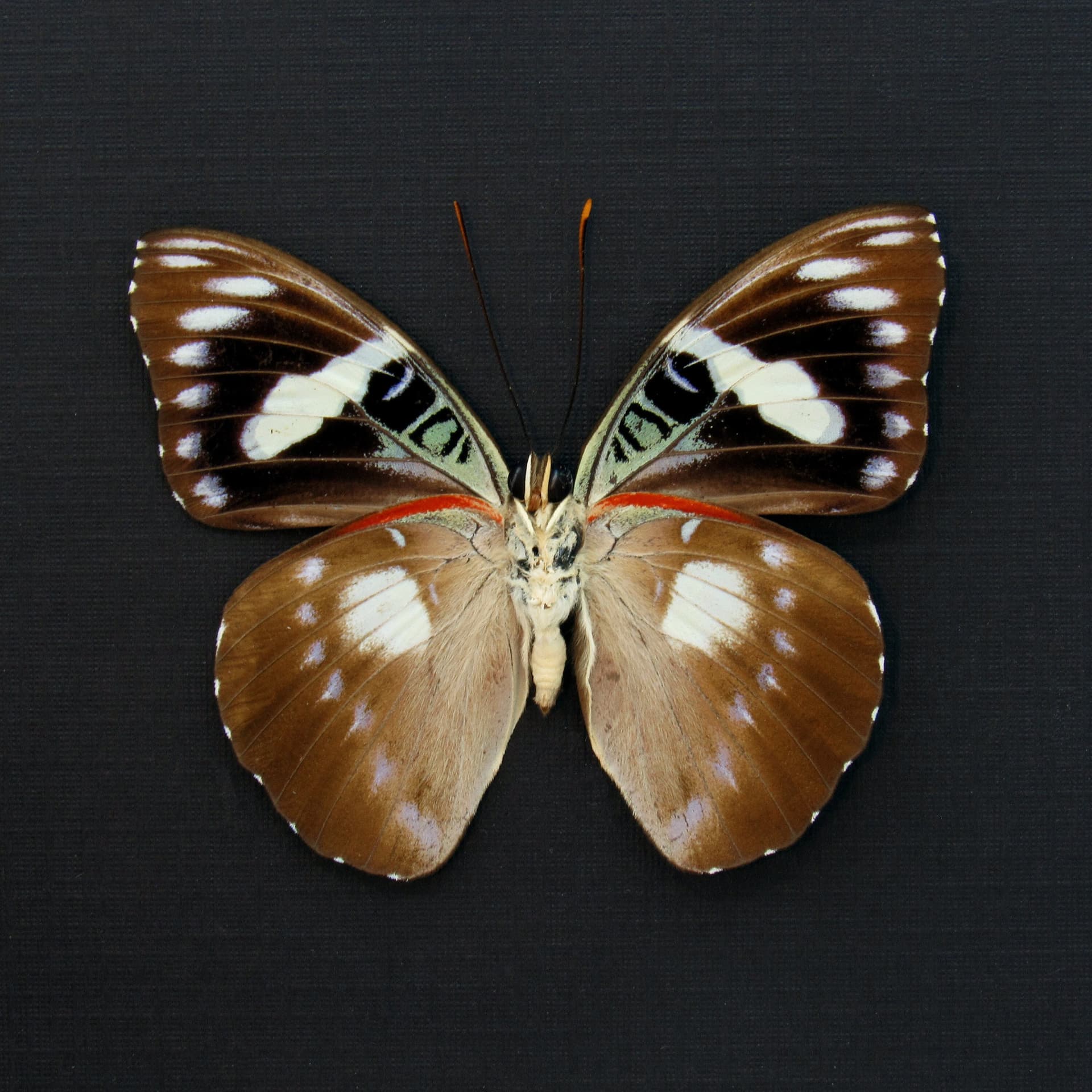 Rare butterfly framed taxidermy - Euthaliopsis aetion philomena