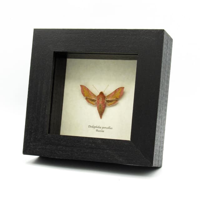 Real pink Elephant Hawk-moth framed taxidermy - Deilephilia porcellus