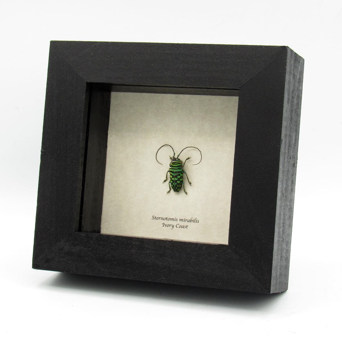 Rare green African Longhorn beetle specimen - Sternotomis mirabilis - female