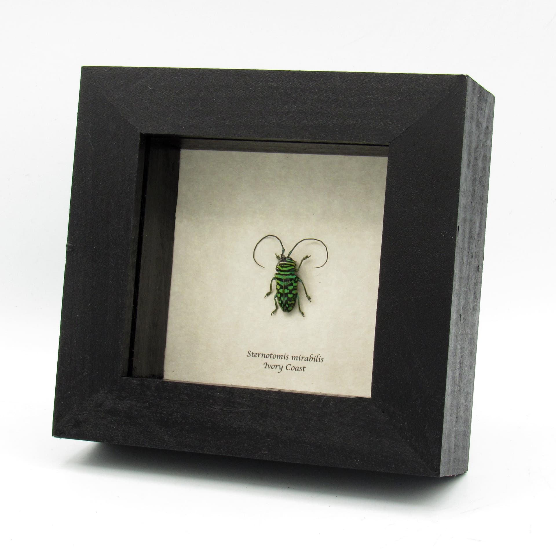 Rare green African Longhorn beetle specimen - Sternotomis mirabilis - female