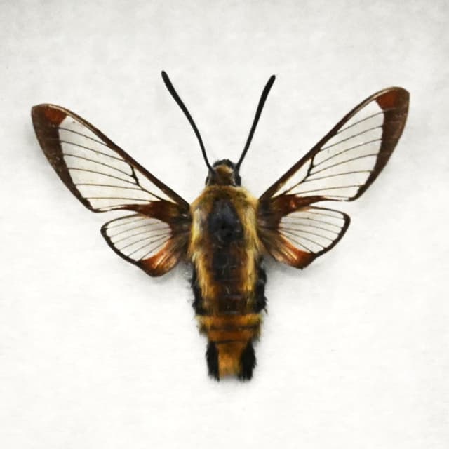 Real furry Snowberry Clearwing moth framed taxidermy - Hemaris diffinis