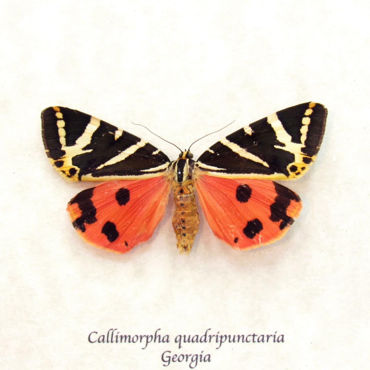 Real red Jersey Tiger moth framed taxidermy - Callimorpha quadripunctaria