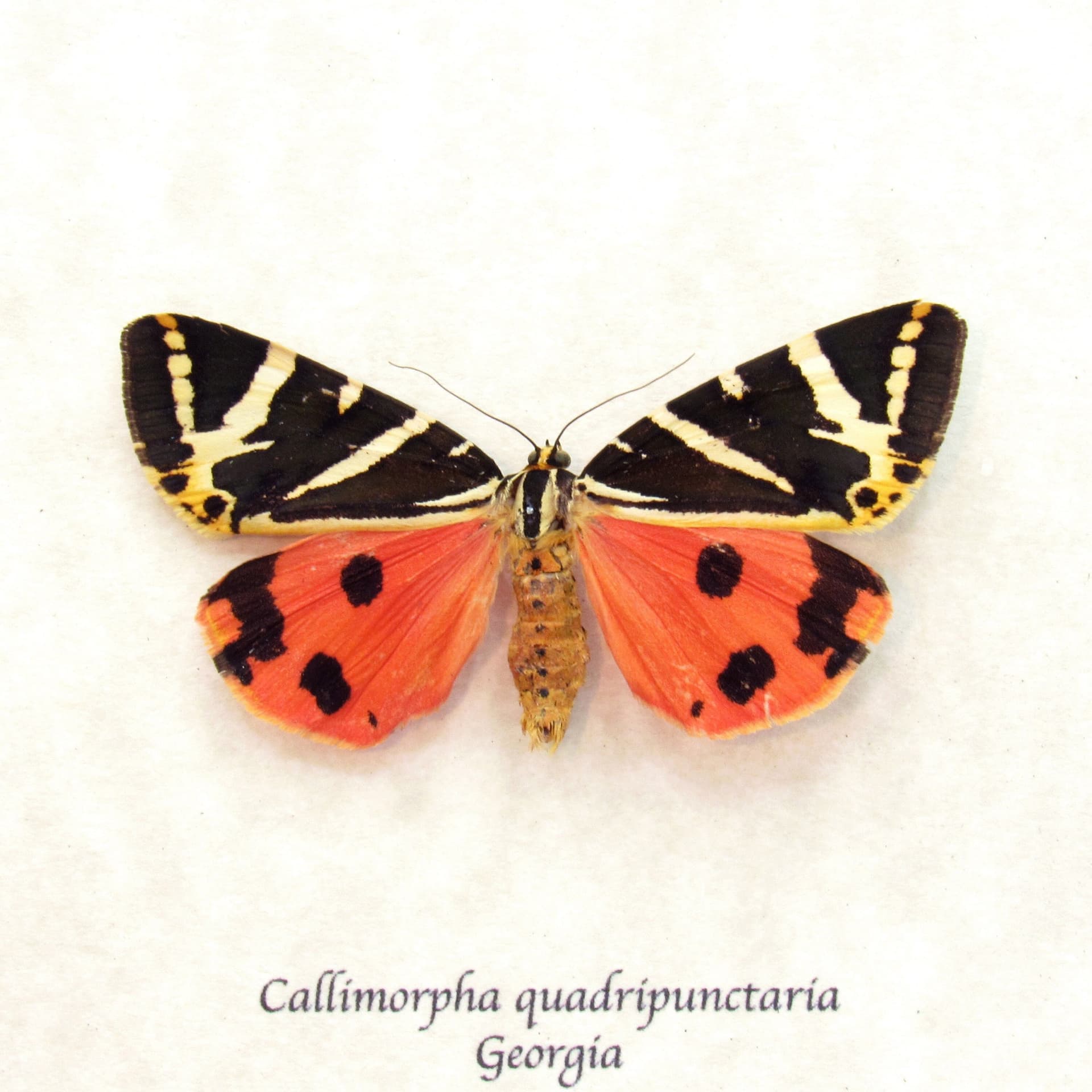 Real red Jersey Tiger moth framed taxidermy - Callimorpha quadripunctaria