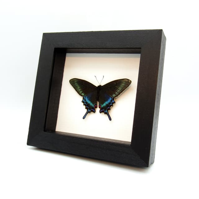 Real Alpine Black Swallowtail framed taxidermy - Papilio maackii - Victorian mount