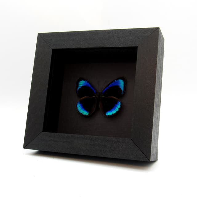 Real iridescent blue butterfly framed taxidermy - Eunica eurota