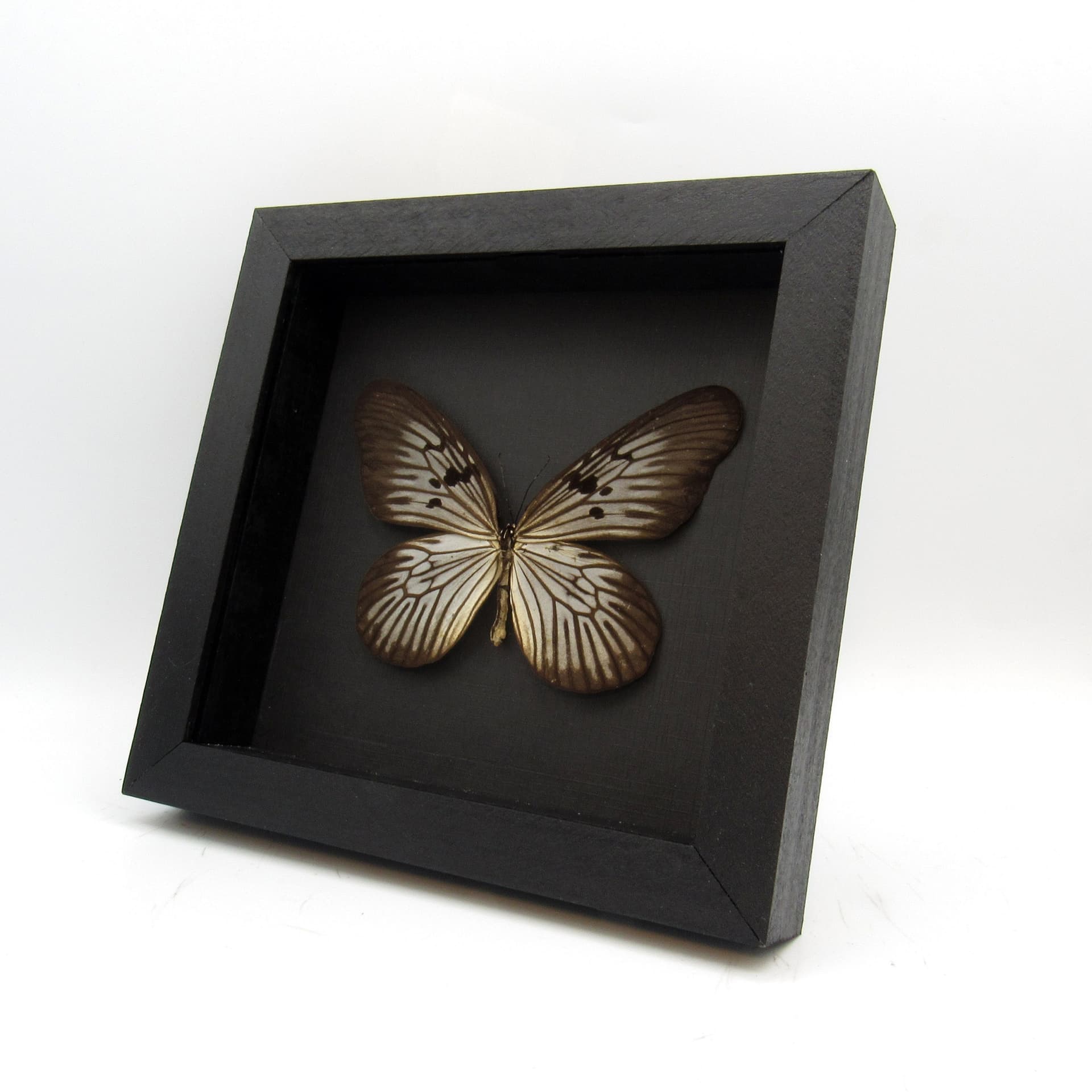 Real butterfly framed taxidermy - Idea blanchardi kuhni