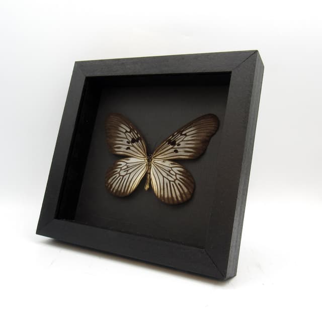 Real butterfly framed taxidermy - Idea blanchardi kuhni