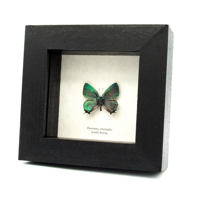 Rare iridescent green Hairstreak butterfly framed taxidermy - Favonius orientalis