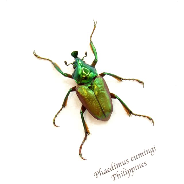 Real metallic green Scarab beetle framed taxidermy - Phaedimus cumingi