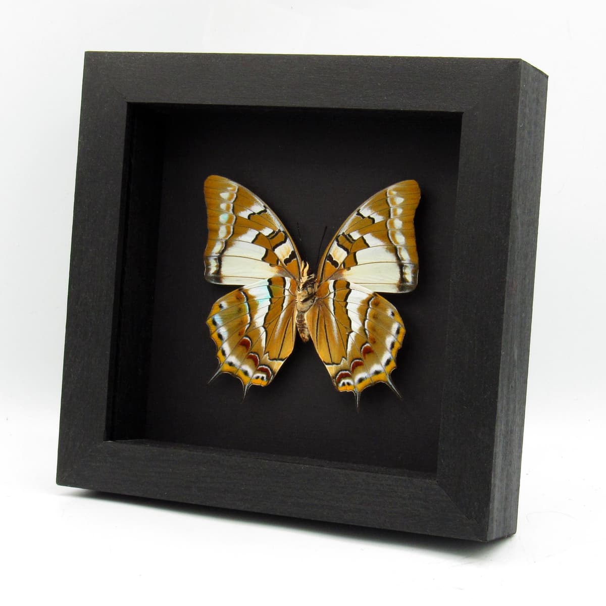 Giant rare blue Nawab butterfly framed taxidermy - Polyura galaxia - XL female