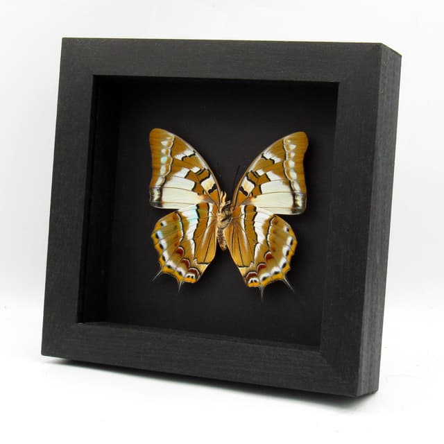 Giant rare blue Nawab butterfly framed taxidermy - Polyura galaxia - XL female