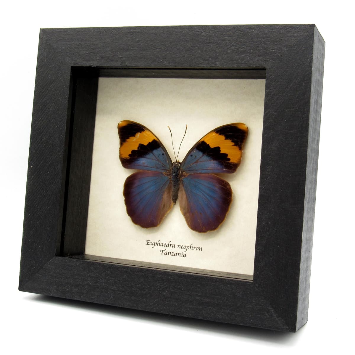 Real blue Forester butterfly framed taxidermy - Euphaedra neophron - large female