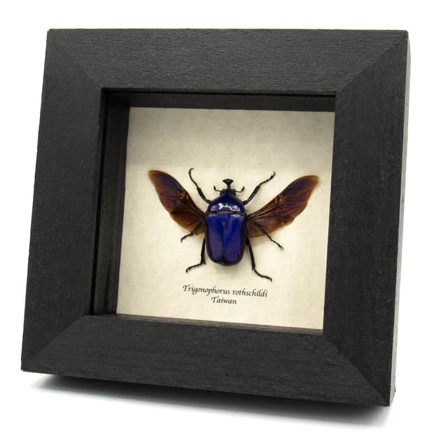 Rare Purple Flower beetle framed taxidermy - Trigonophorus rothschildi