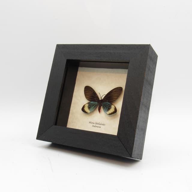 Real blue Day flying moth framed taxidermy - Histia libelluloides -female