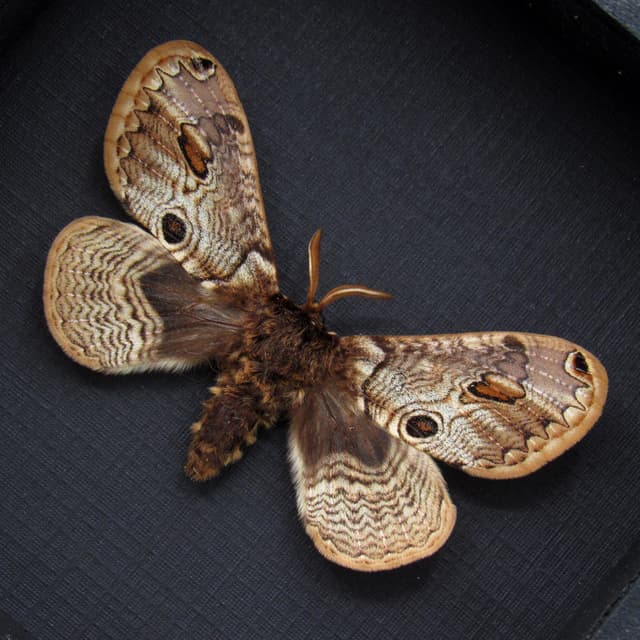 Real European Owl moth framed taxidermy - Brahmaea europaea