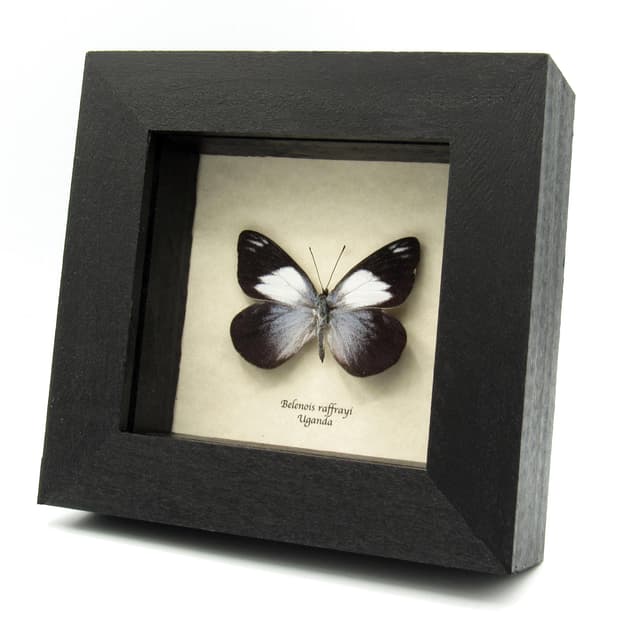 Real Raffray's White butterfly framed taxidermy - Belenois raffrayi