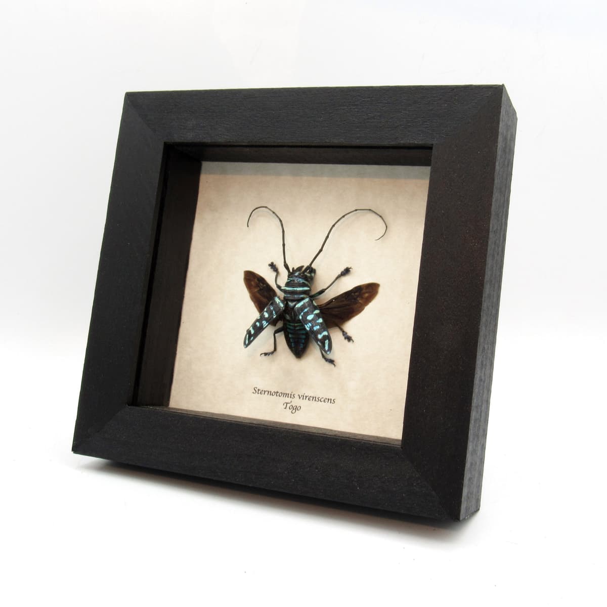 Real blue Longhorn beetle framed taxidermy - Sternotomis virenscens