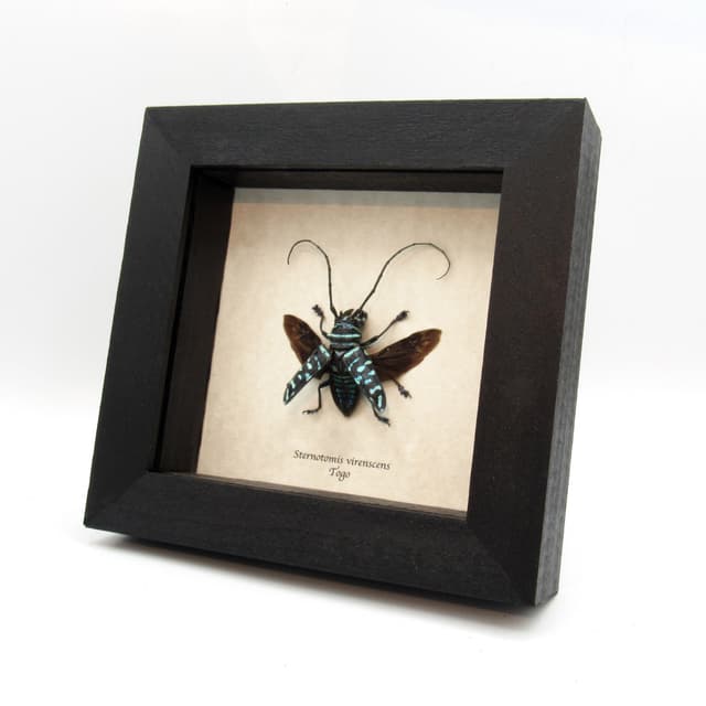 Real blue Longhorn beetle framed taxidermy - Sternotomis virenscens