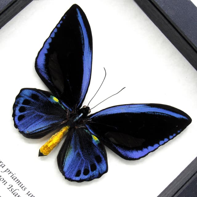 Rare XL Blue Birdwing butterfly framed taxidermy - Ornithoptera priamus urvillianus