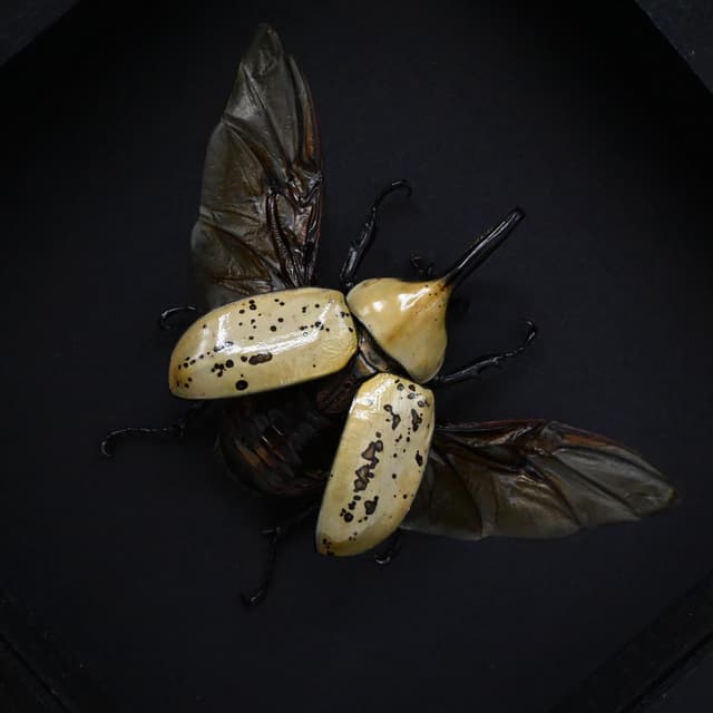 Real Eastern Hercules beetle framed taxidermy - Dynastes tityus
