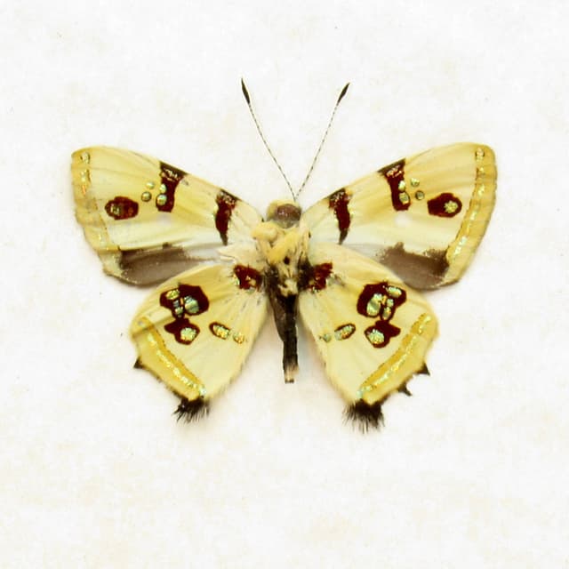 Rare tiny metallic Metalmark butterfly framed taxidermy - Anteros formosus - Victorian mount