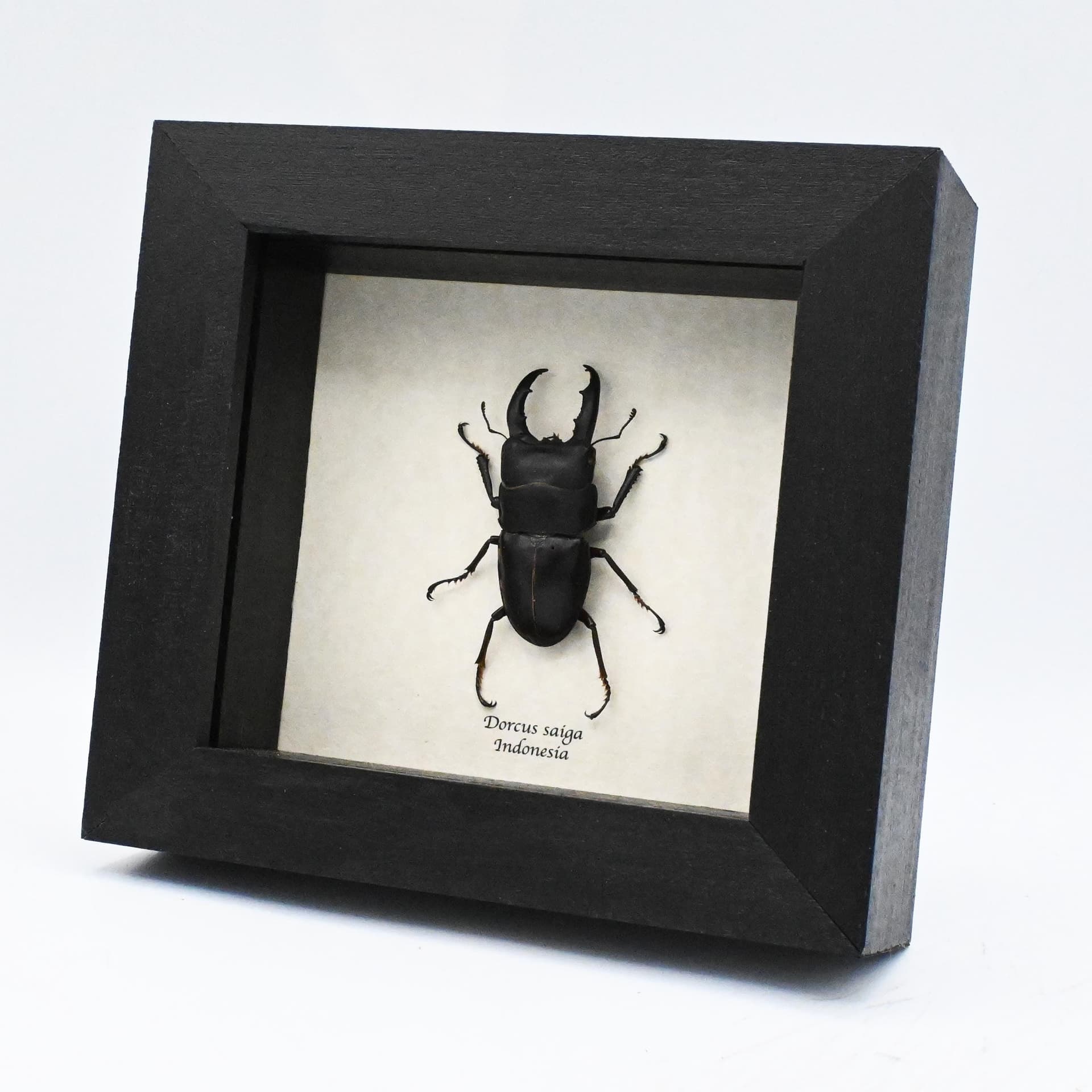 Real  Stag beetle framed taxidermy - Dorcus saiga