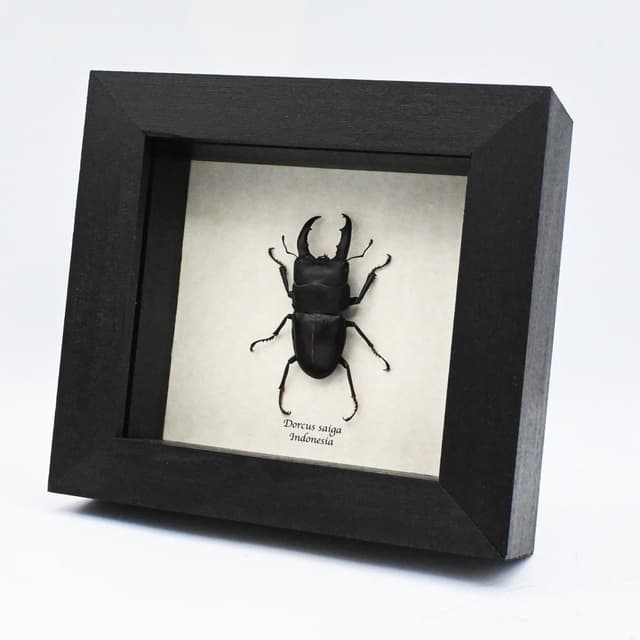 Real  Stag beetle framed taxidermy - Dorcus saiga