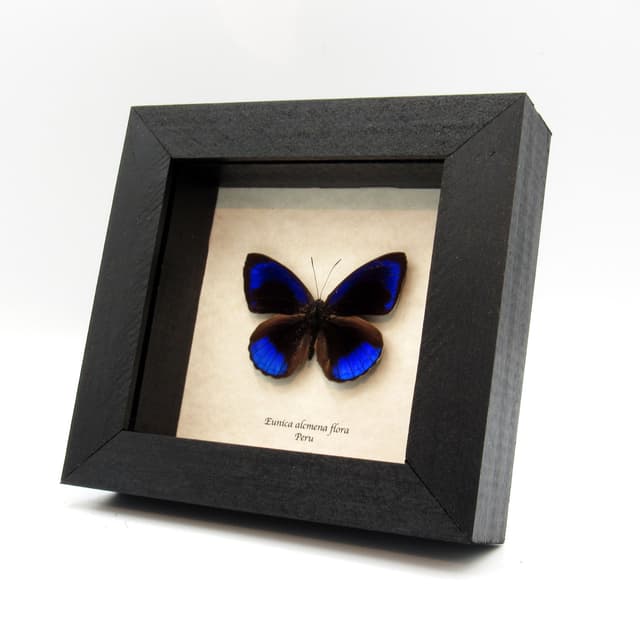 Real metallic blue butterfly framed taxidermy - Eunica acmena flora