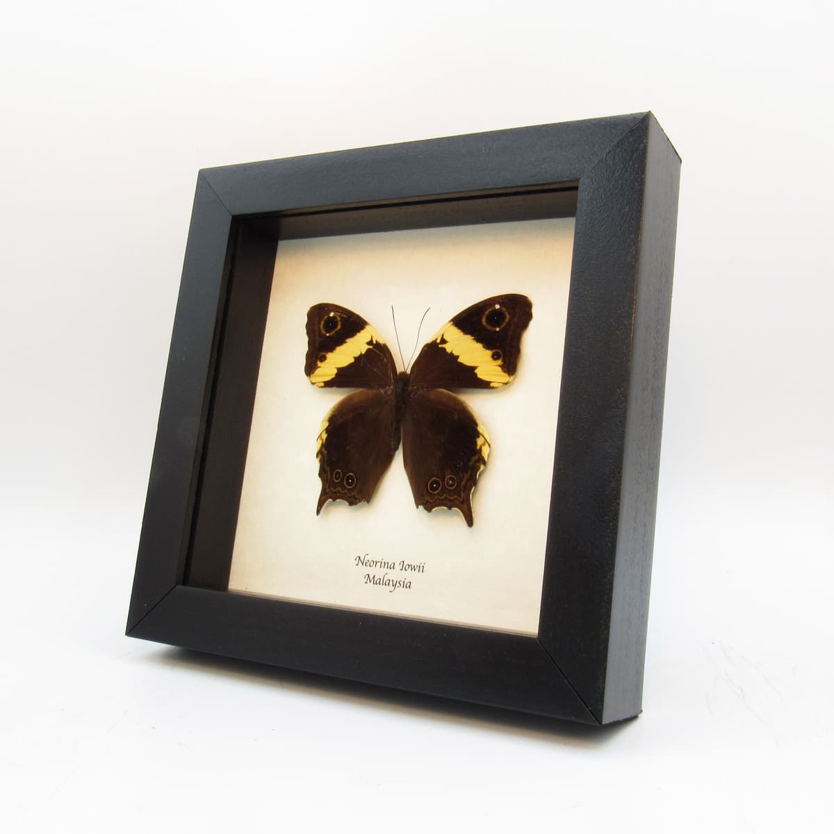 Real Malayan Owl butterfly framed taxidermy - Neorina lowii