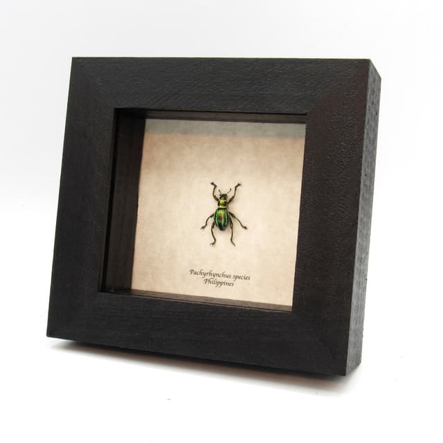 WEEVIL MANIA - Real metallic beetle framed taxidermy - Pachyrhynchus species