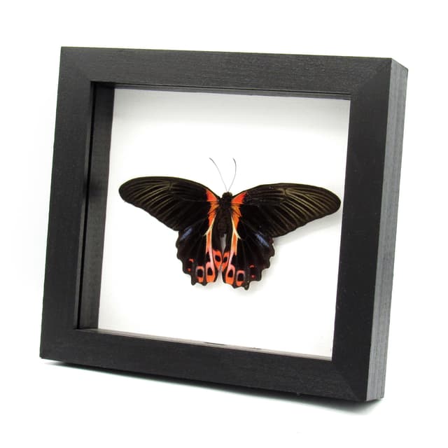 Large Scarlet Mormon red Swallowtail butterfly framed - Papilio rumanzovia - Victorian mount - special color form