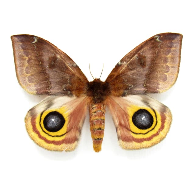 Real Io moth framed taxidermy - Automeris io - large female