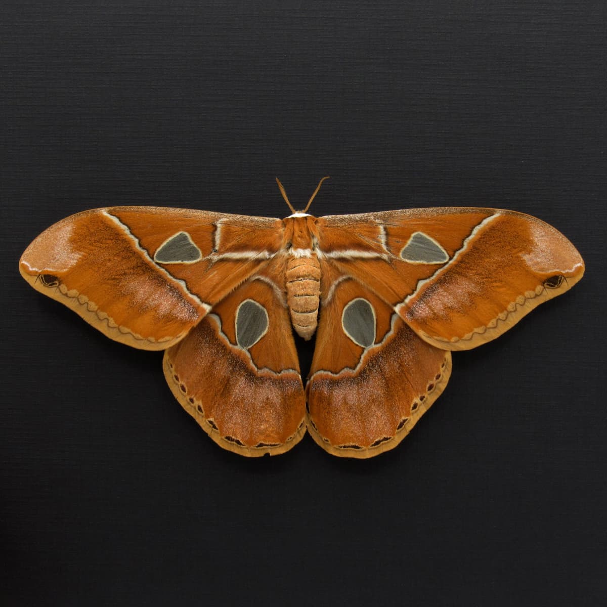 Real large Saturn moth framed taxidermy - Rothschildia hesperus - female - Victorian mount