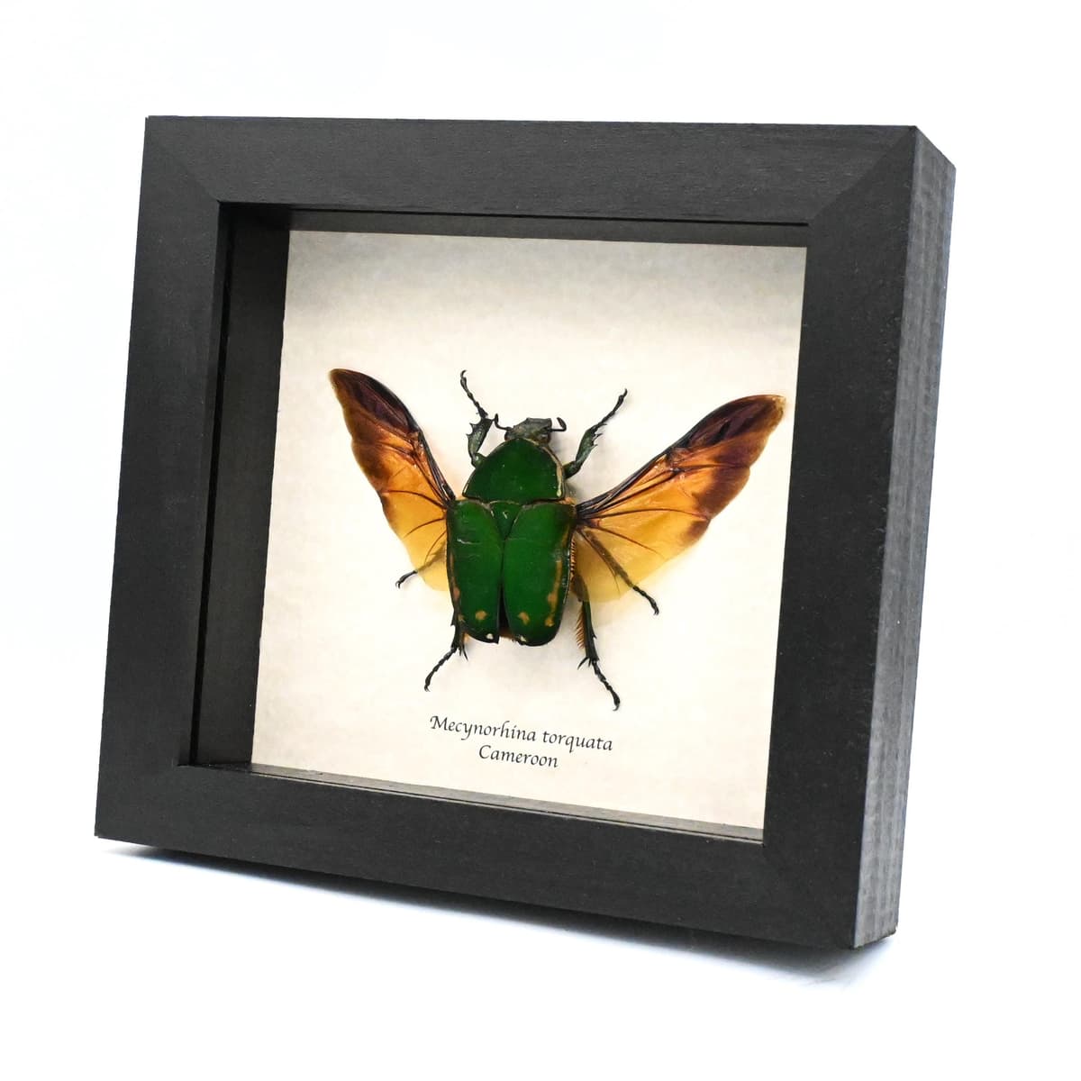 Real XL African Scarab beetle framed taxidermy - Mecynorhina torquata - female