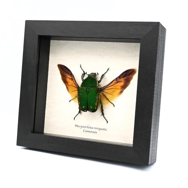 Real XL African Scarab beetle framed taxidermy - Mecynorhina torquata - female