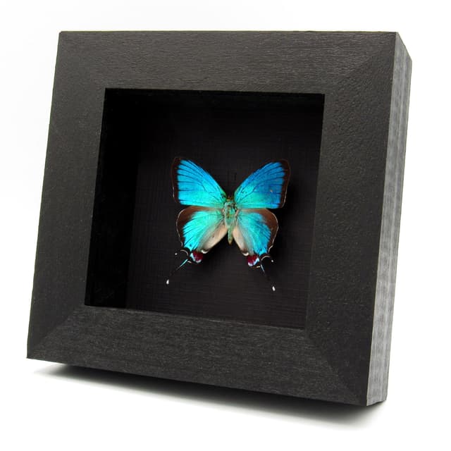 Rare metallic blue butterfly framed taxidermy - Evenus regalis