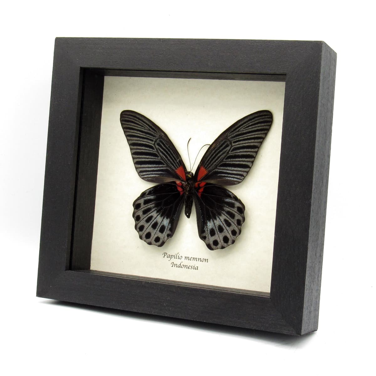 Real Great Mormon butterfly framed taxidermy - Papilio memnon