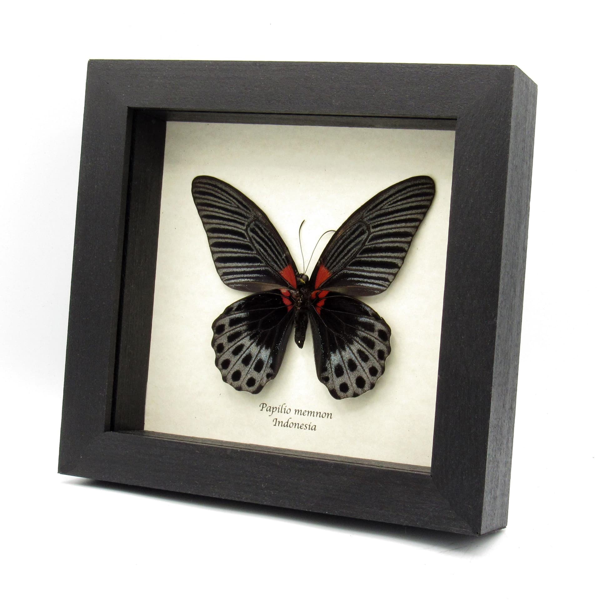 Real Great Mormon butterfly framed taxidermy - Papilio memnon