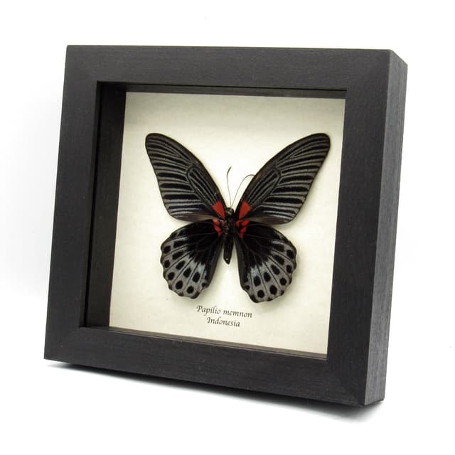 Real Great Mormon butterfly framed taxidermy - Papilio memnon