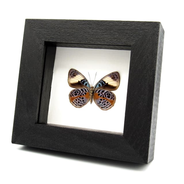 Rare Glorious Purplewing butterfly framed - Eunica sophonisba - female