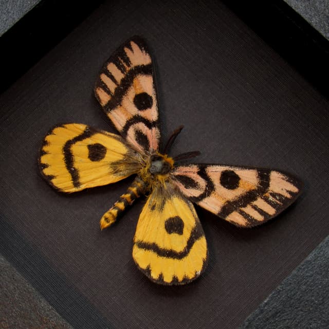 Real rare pink Western Sheep moth framed taxidermy - Hemileuca eglantarina