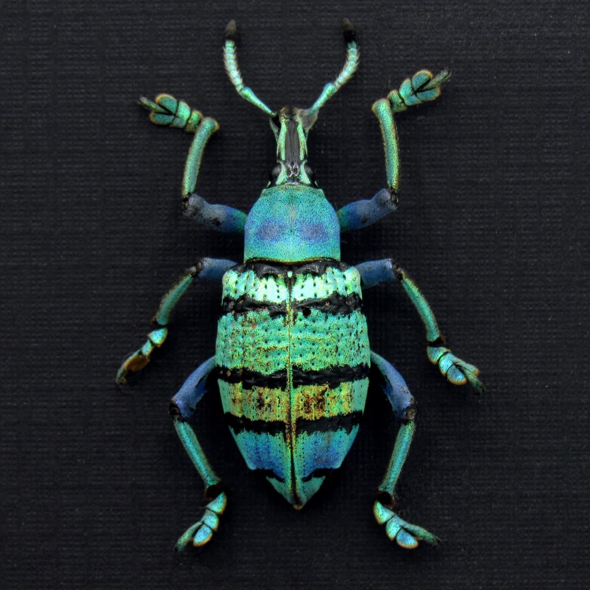 Real glitter Weevil framed taxidermy - Eupholus schoenherrii petiti - very special color form - XL